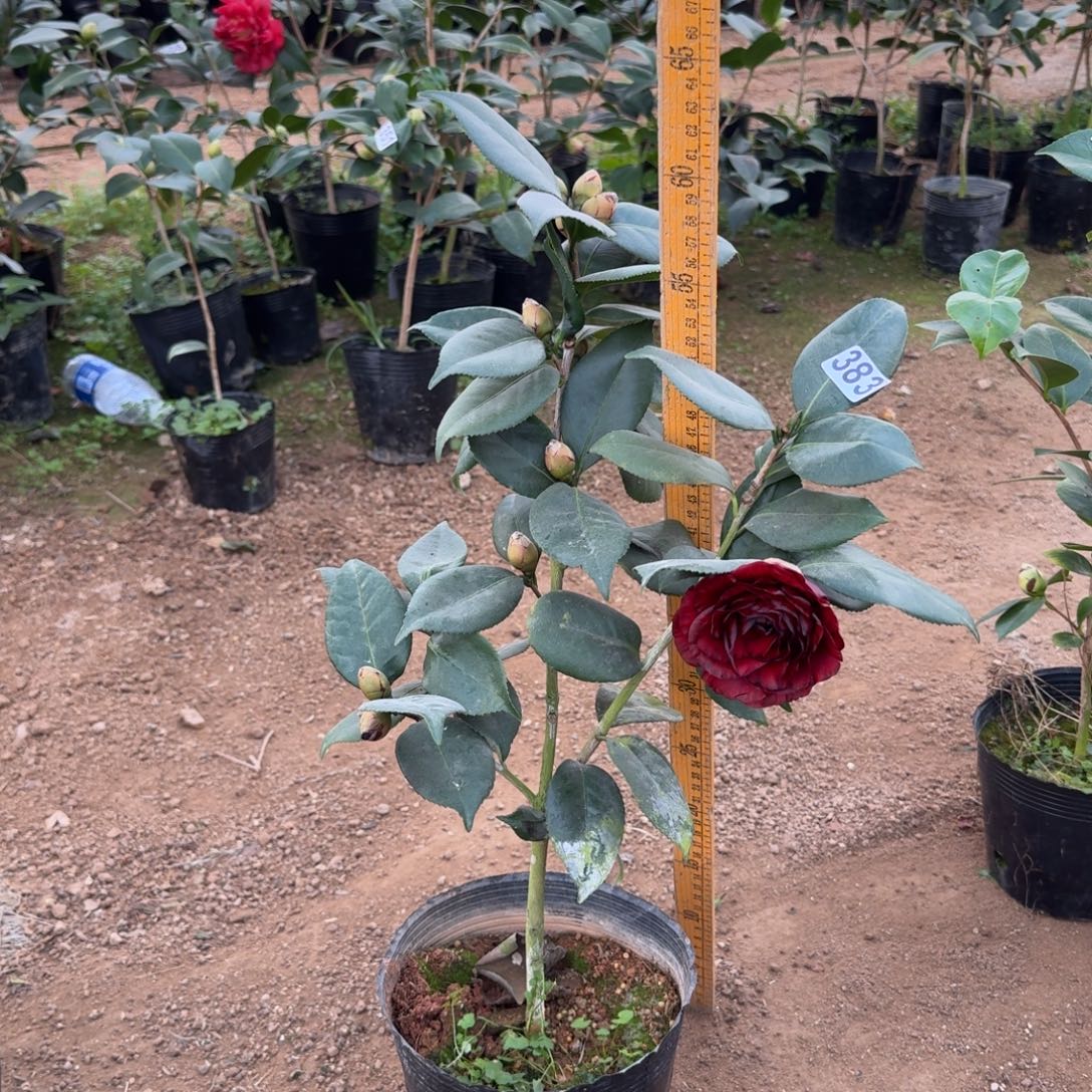 少量花朵（建议范围：2朵-5朵 或40%以下）383纯青黑