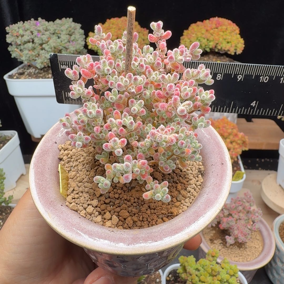 c41号冰晶冠服6厘米左右带盆发