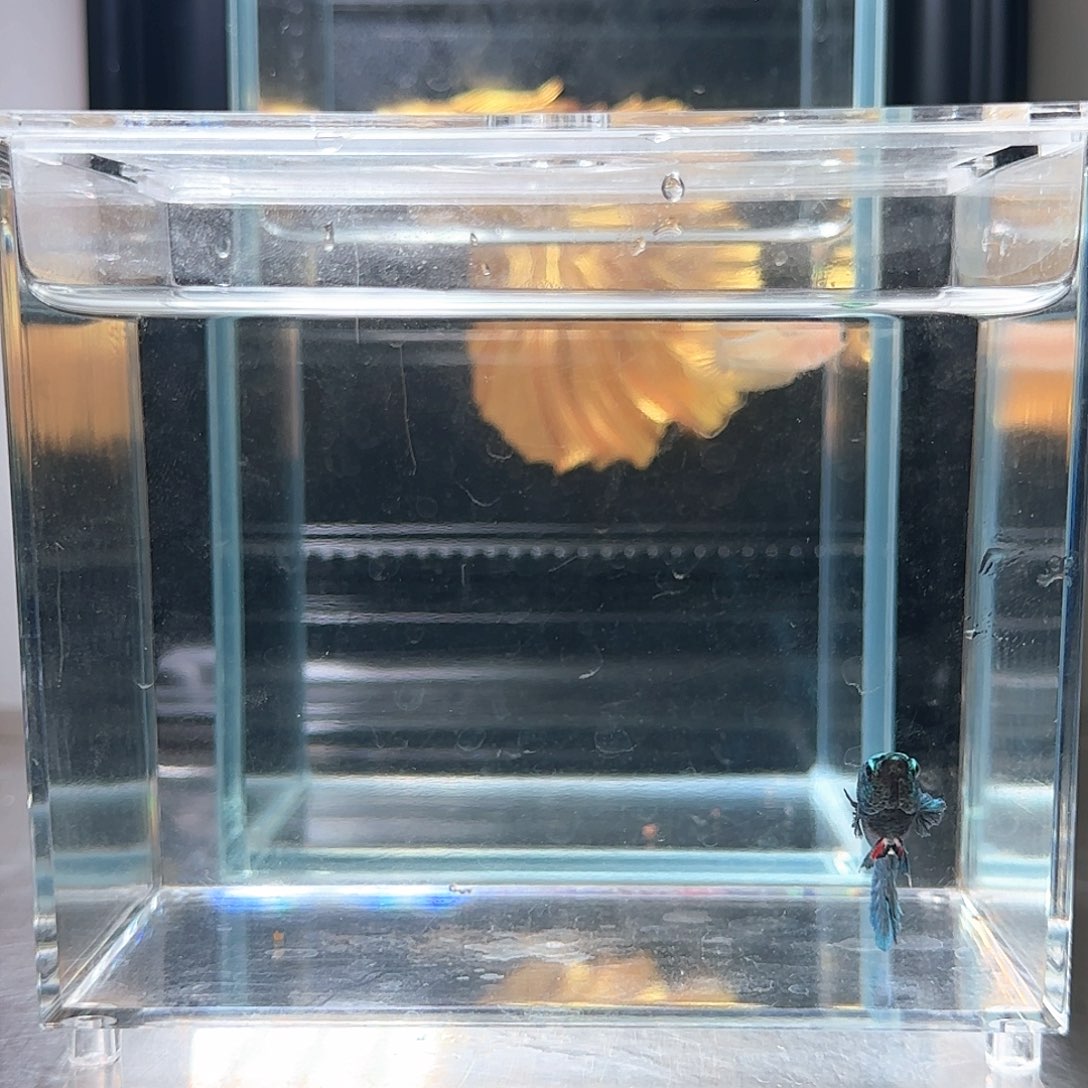 斗鱼活体观赏鱼好养耐活