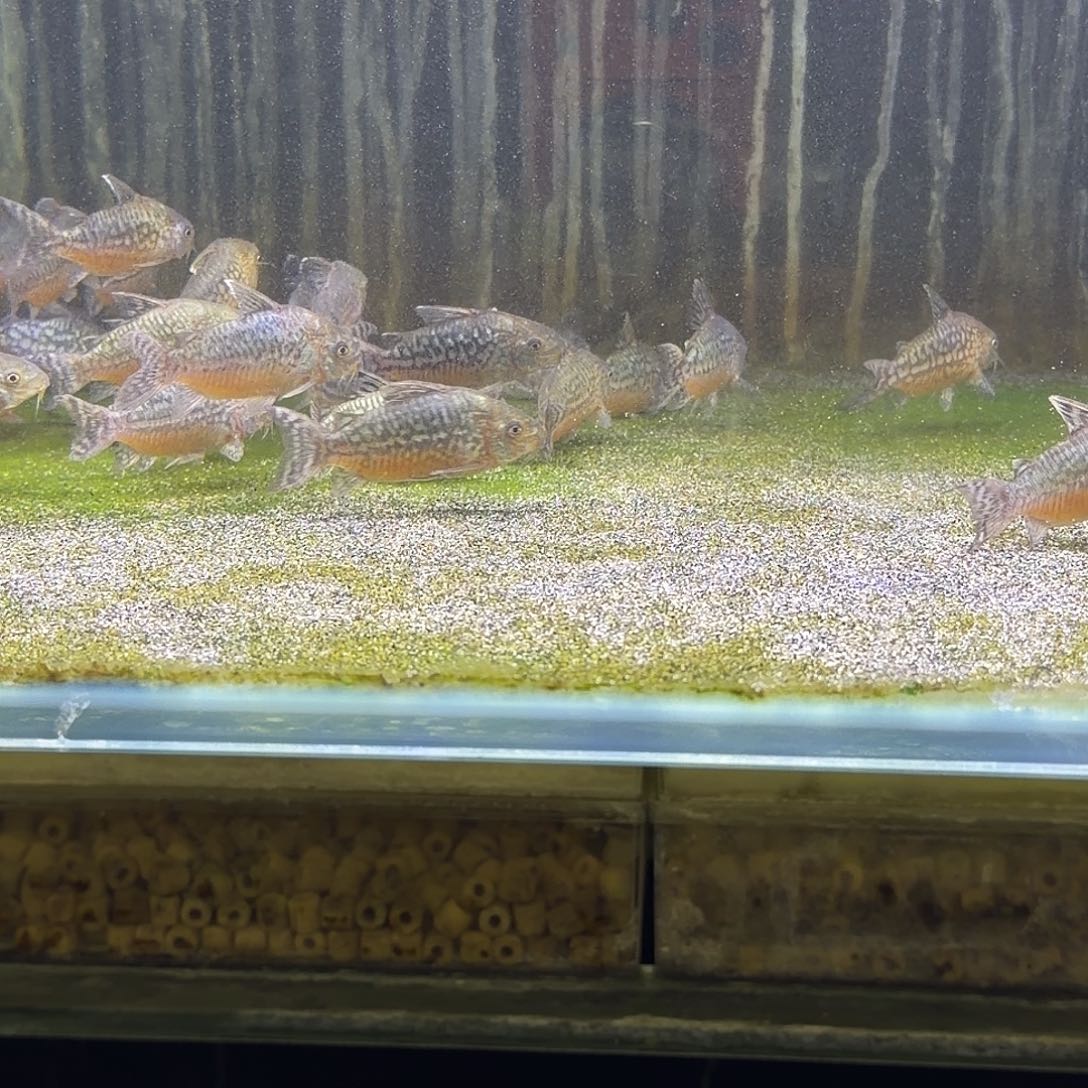 鼠鱼7-8cm精品爆花葛衣一只 不包邮