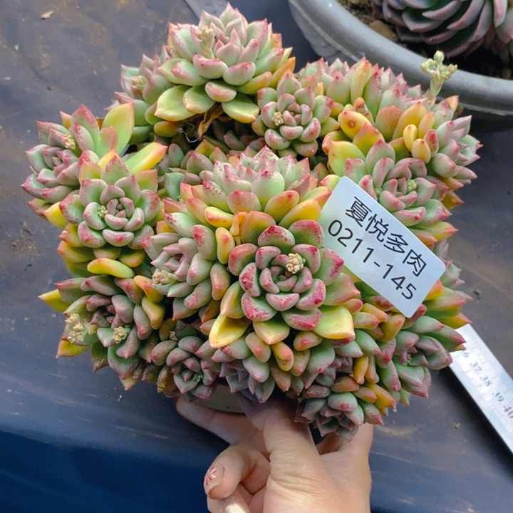 夏悦多肉0211-145璀璨