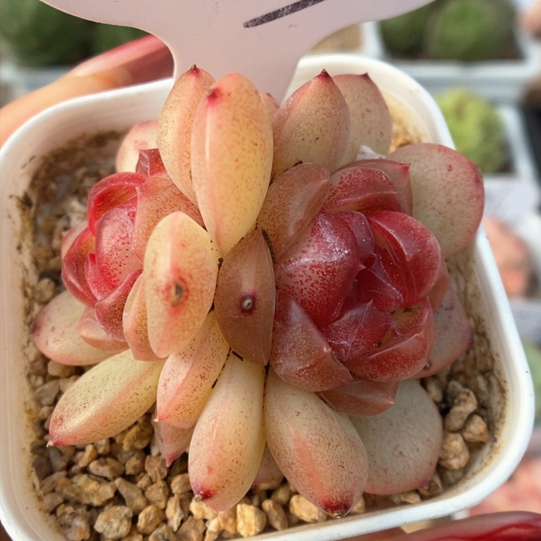 琴心双头可拍703号