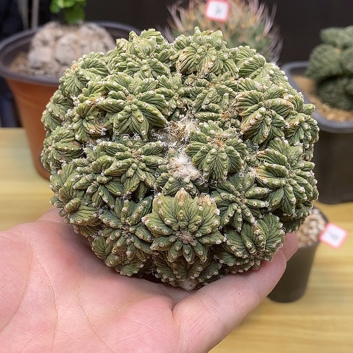 17号老花笼木心根冠幅11公分