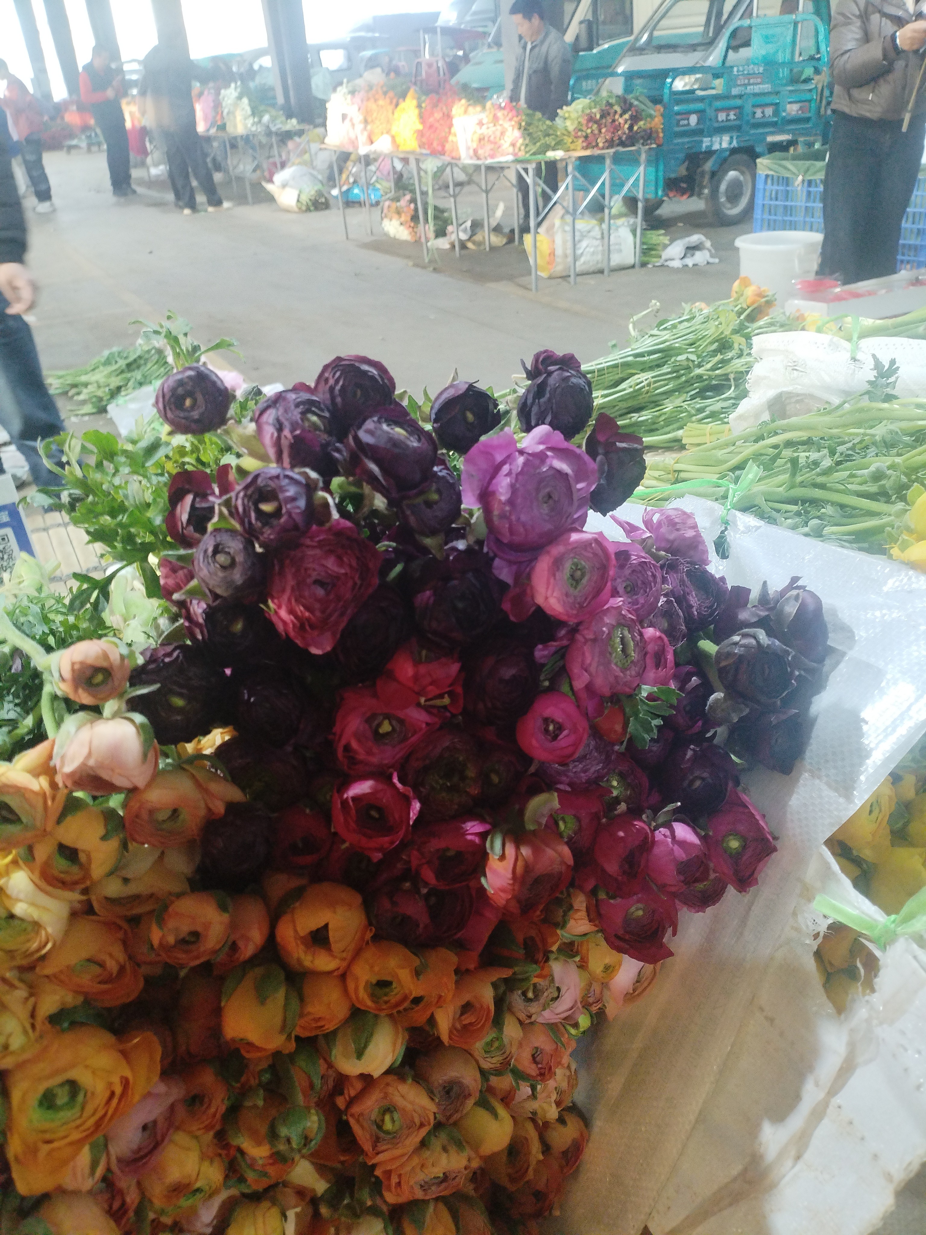 【洋牡丹】全场任意两单及以上包邮