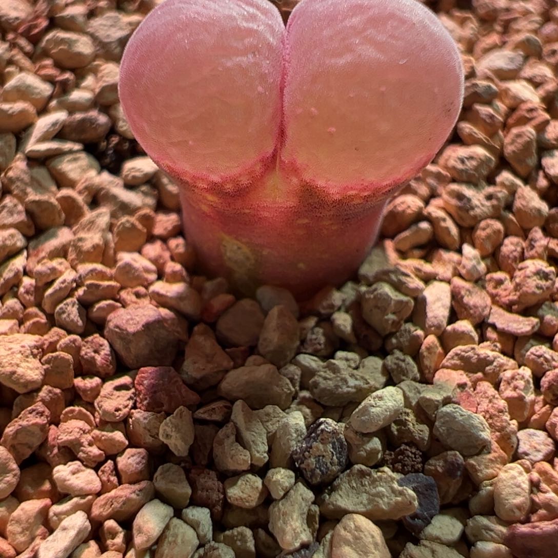 0348，鲑鱼粉，微瑕特，肉锥植物