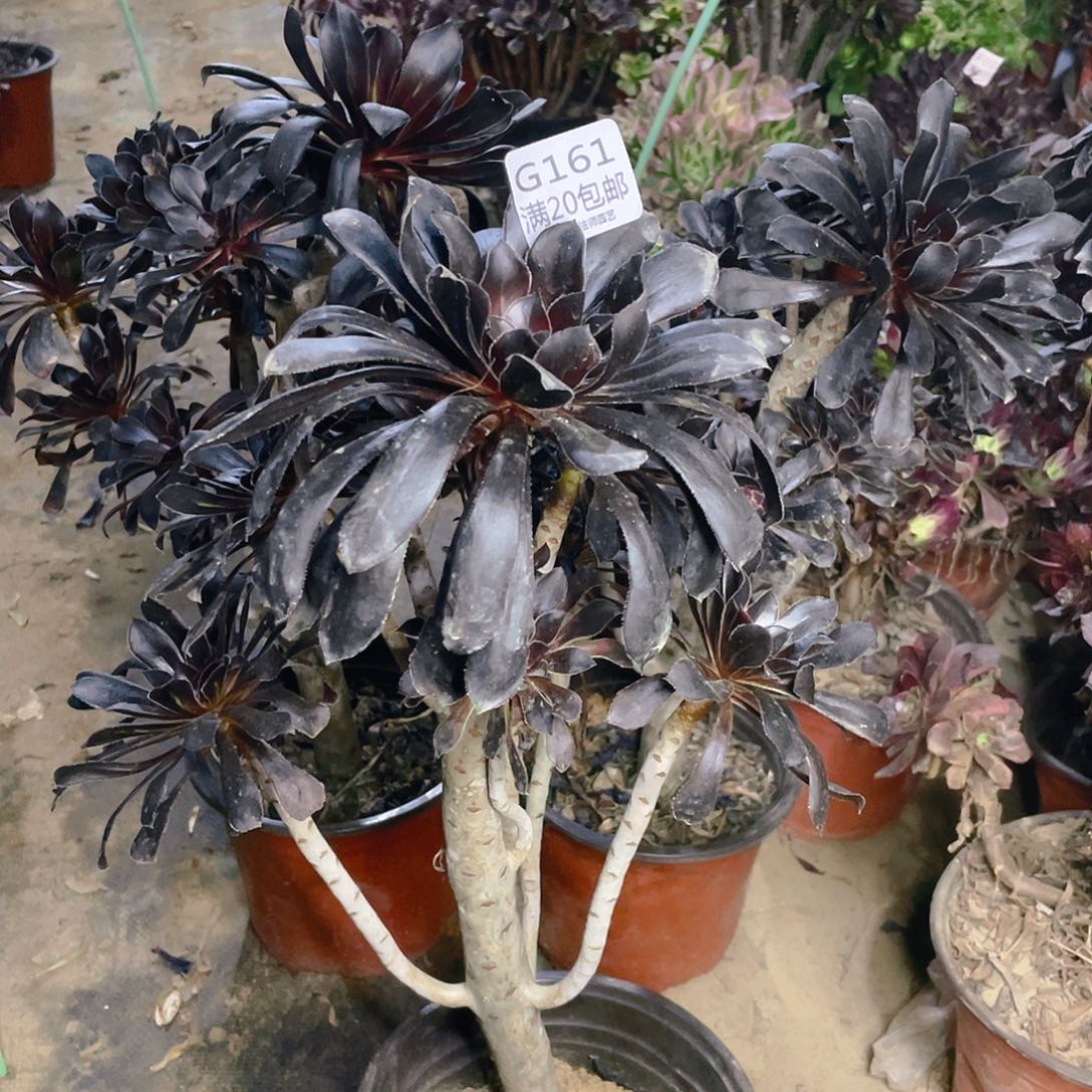 悠****果161墨法师巧克力多肉法师组合