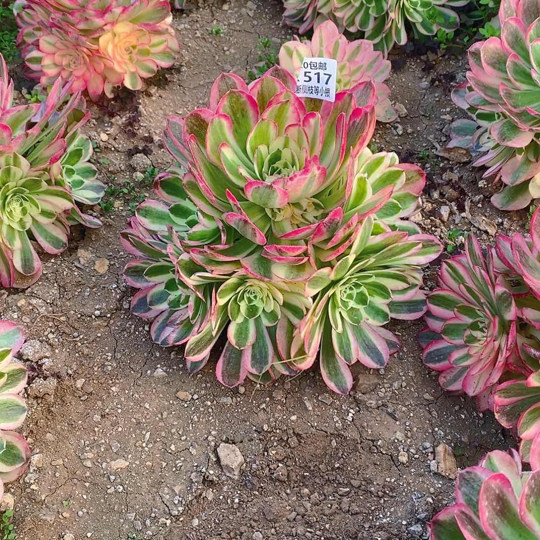 517玉姿多肉法师锦多肉