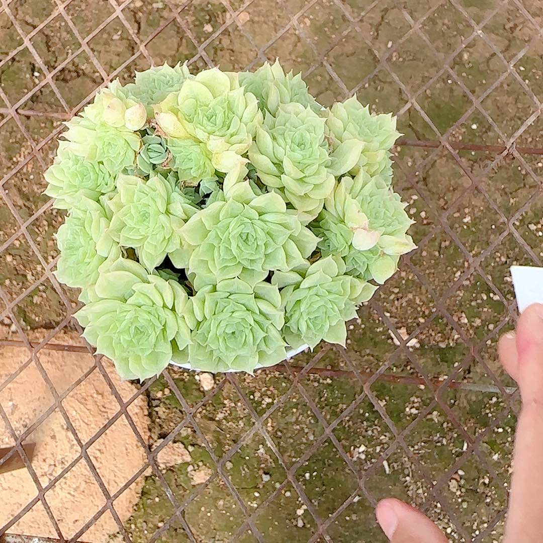 極***運【闪购商品】0824-44（fm-57）