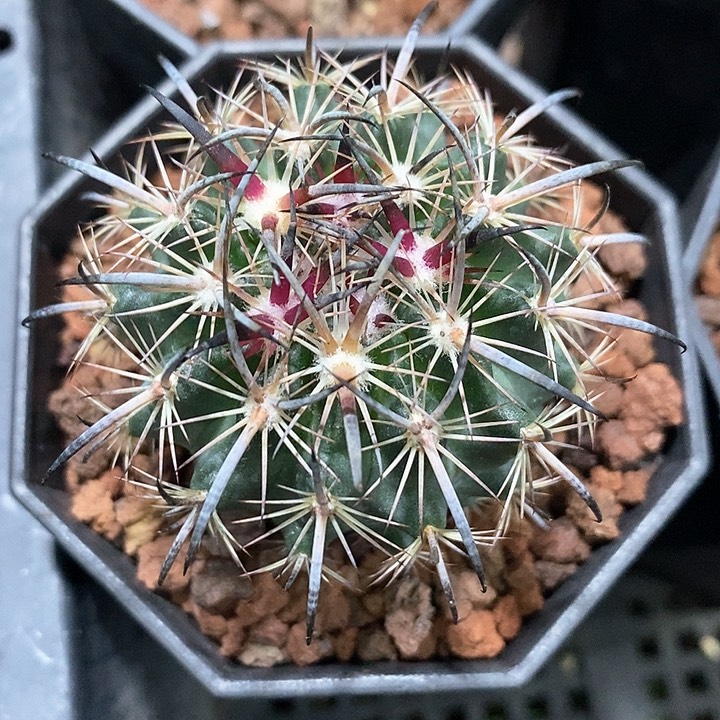 孤品实生优选美刺琥爪玉4.5cm仙人球