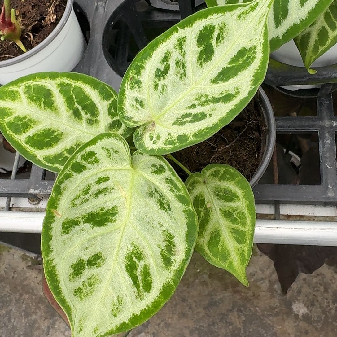 唱***球完全开放Q122 清货福利银刷子