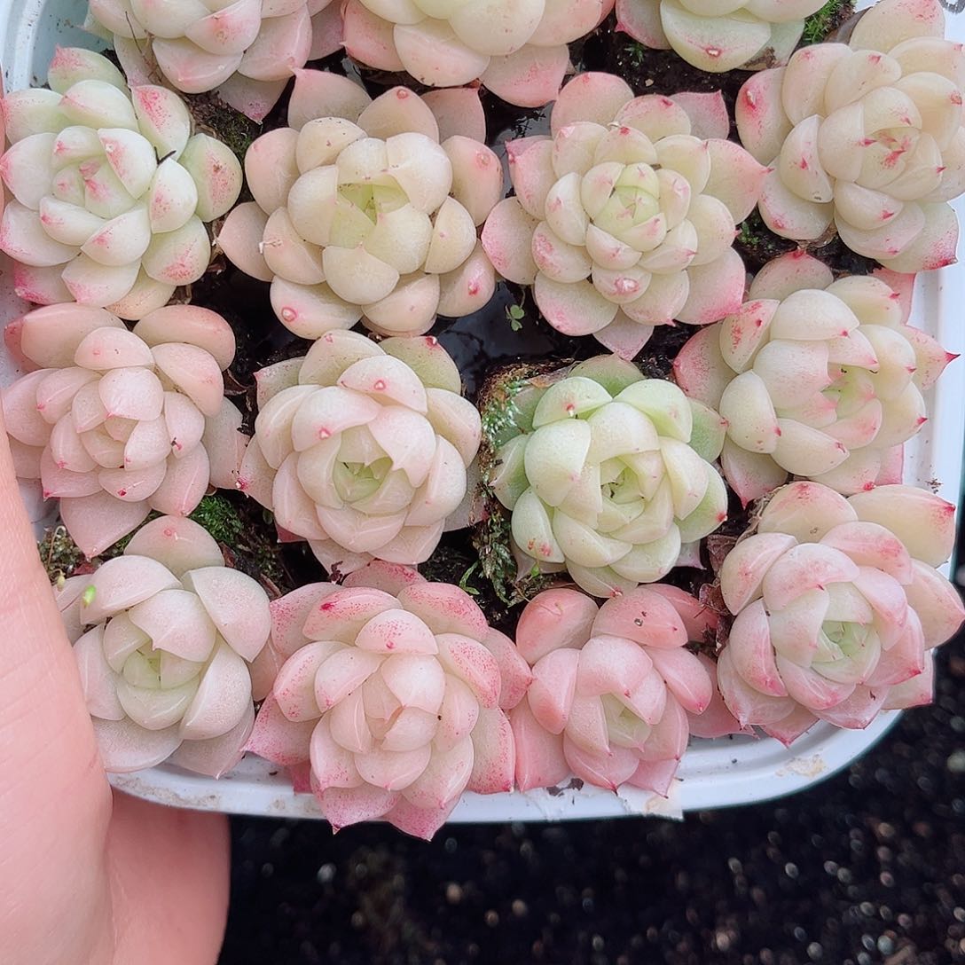 1-97 新疆西藏内蒙不发12.8包邮2-3公斤多肉