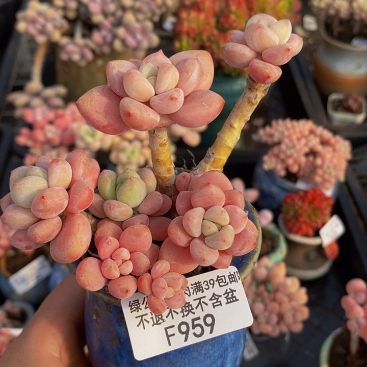 樱花洛神老桩959多肉植物