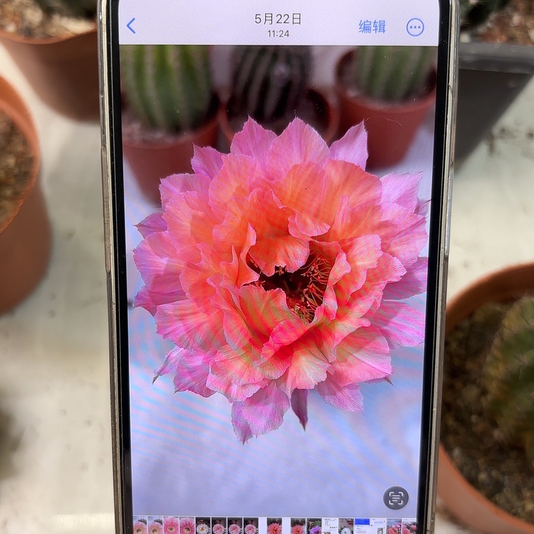 彩草青青12号6公分丑球