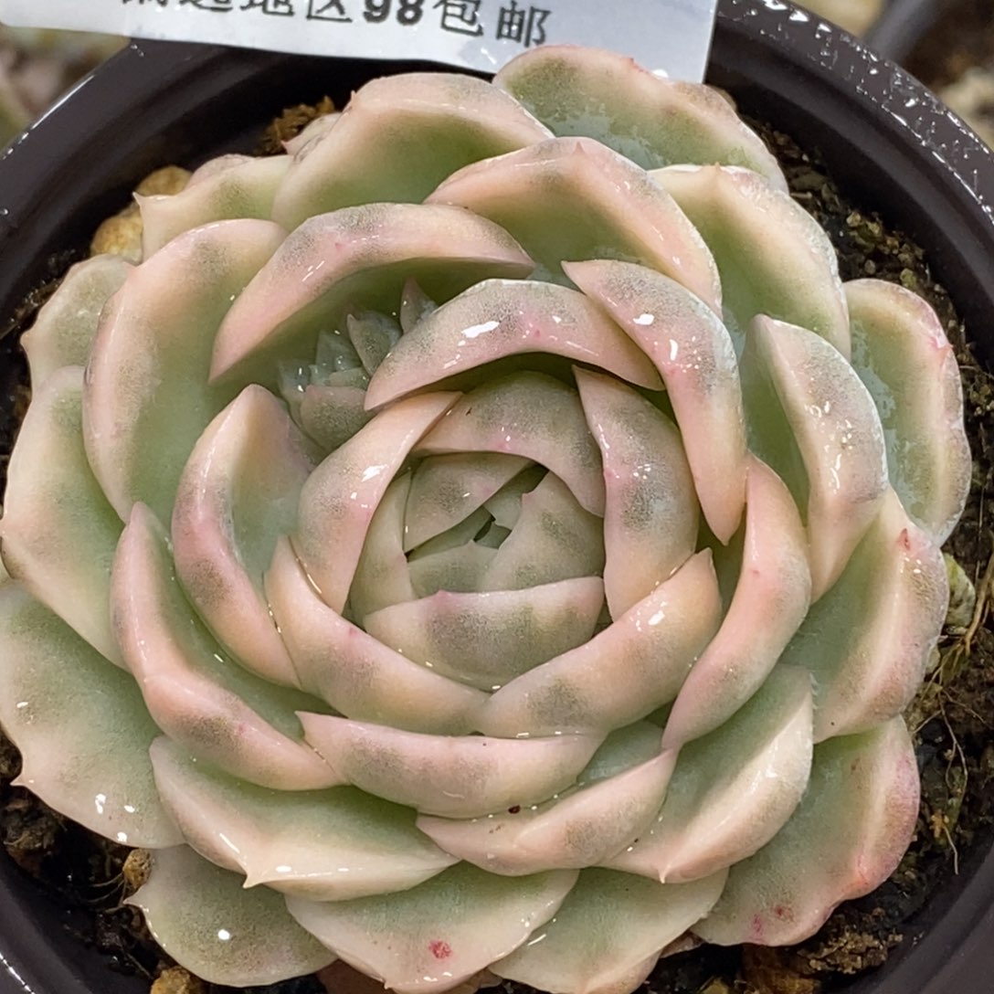 1067雪球锦 小方花圃一物一拍