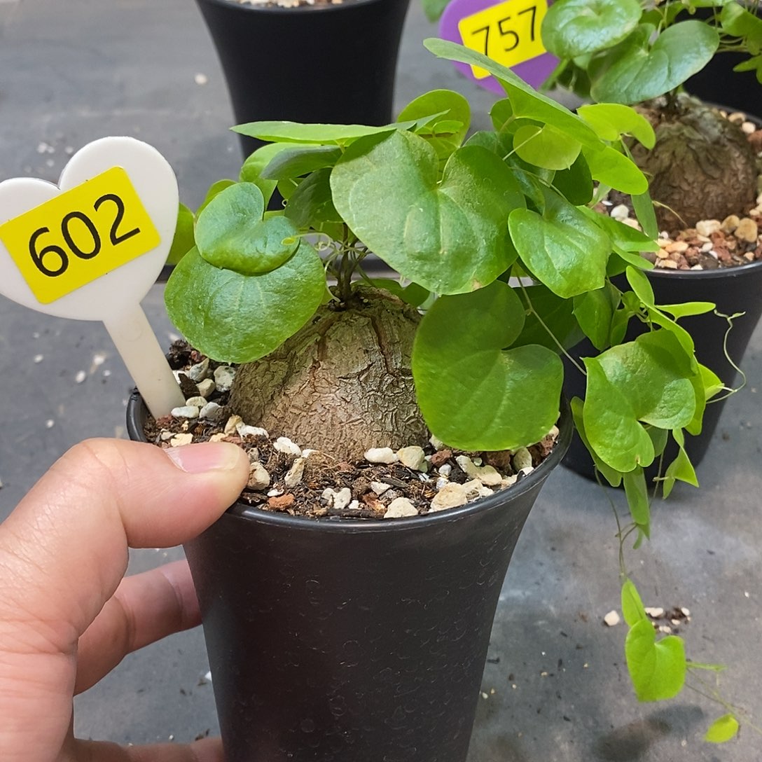 南非龟甲龙龟甲龙