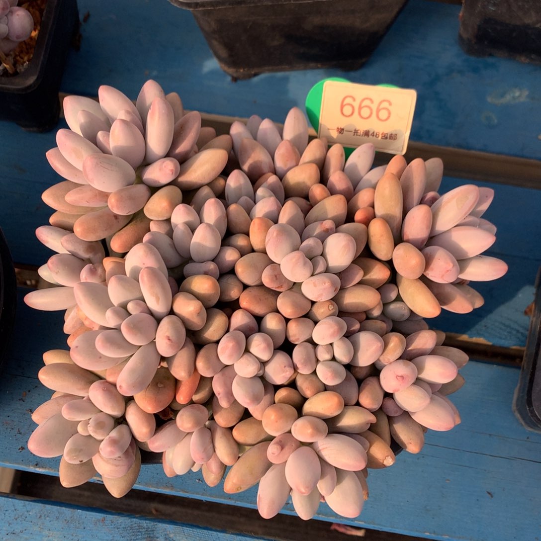 粉色恋人无砍平头666