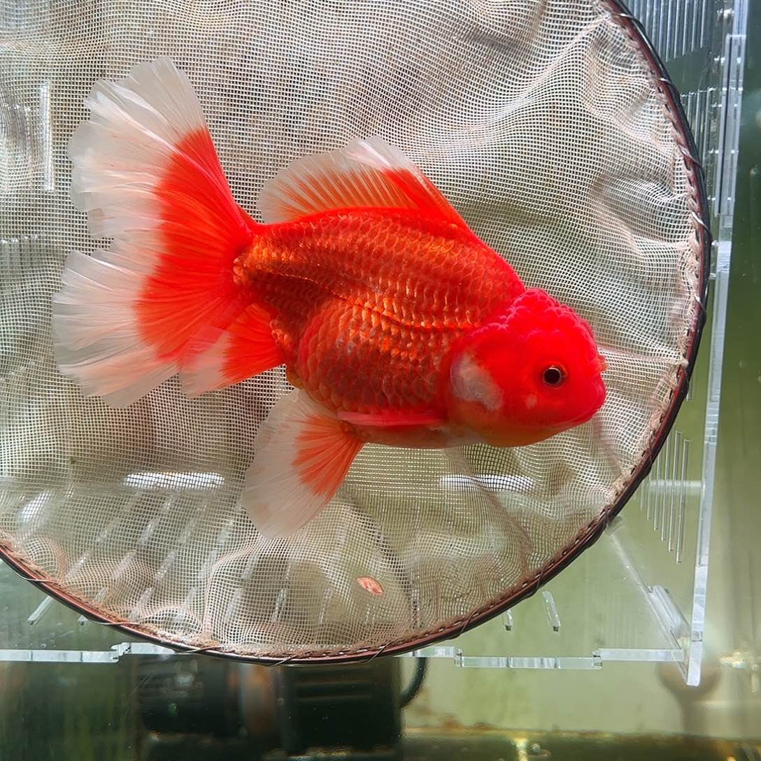 金鱼百褶泰狮亚成53