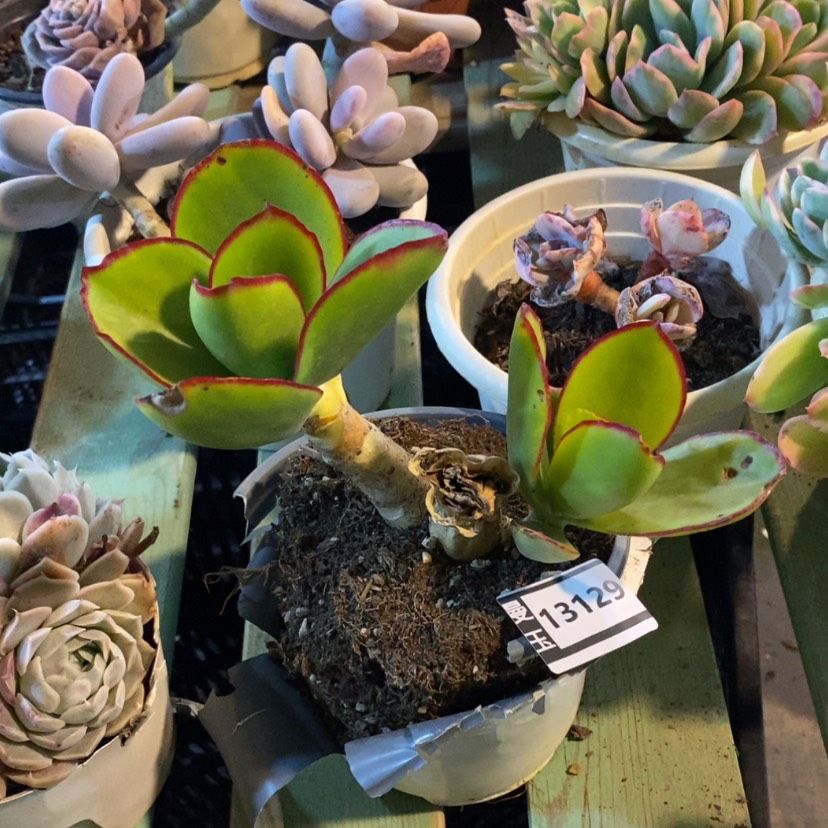 【闪购商品】香*儿青梅13129