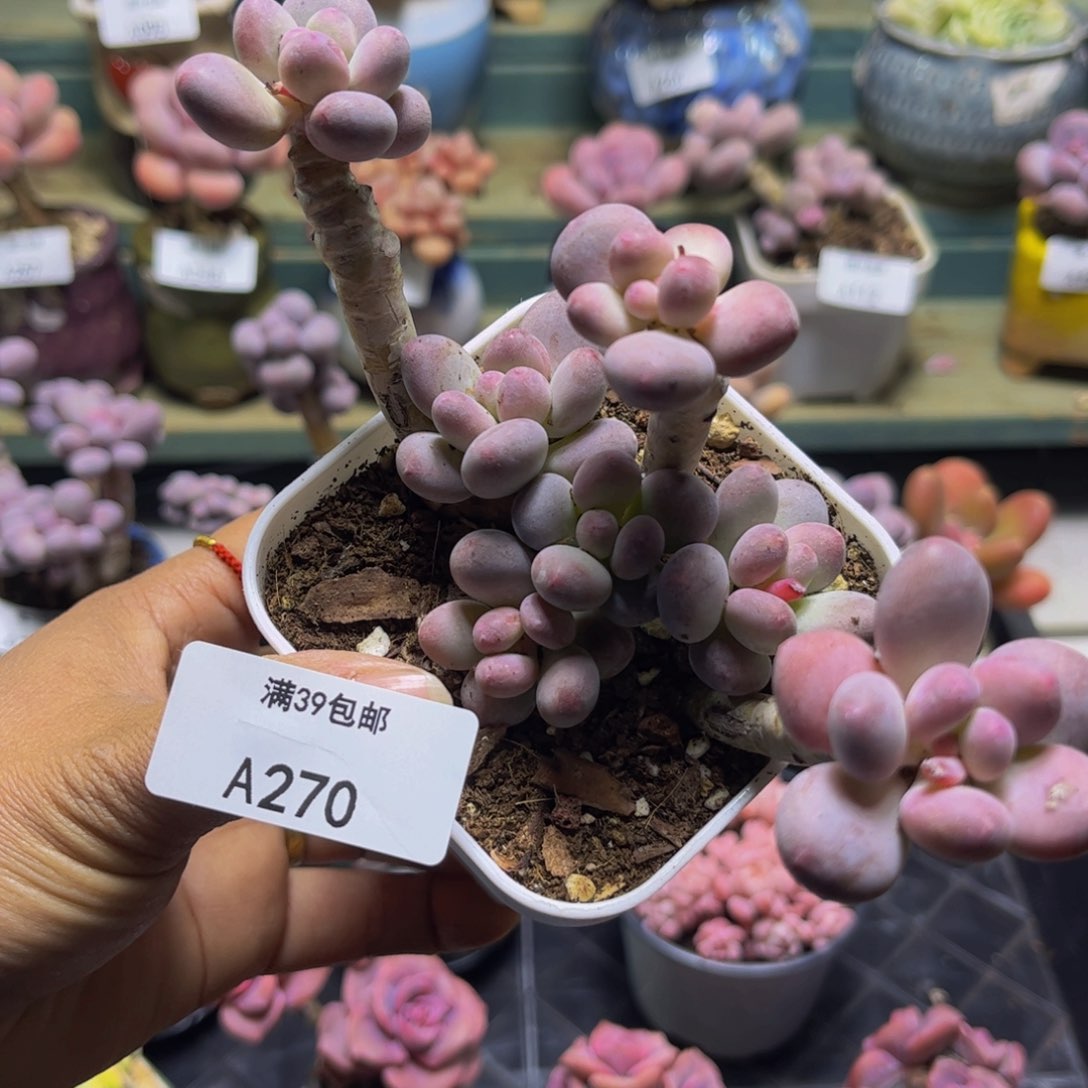 苹果奶270/11cm多肉