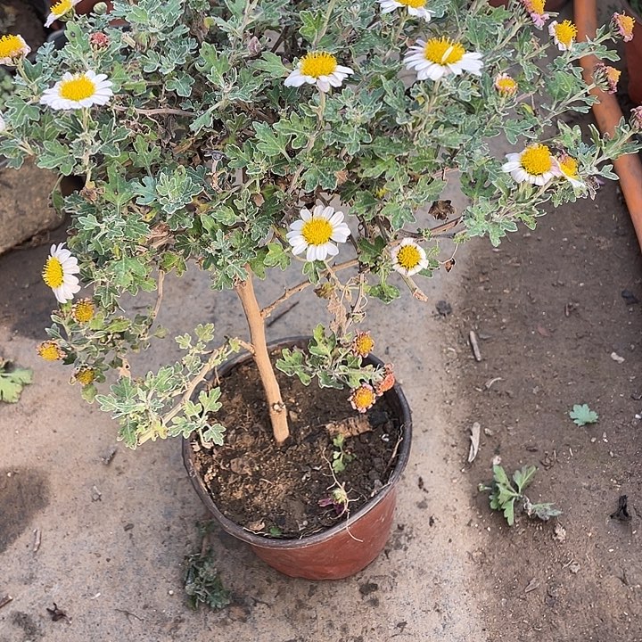 专***子30菊花菊花菊花菊花