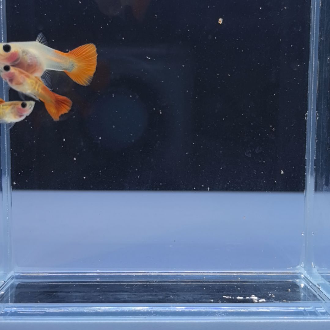 海水鱼银河琉璃带胎两对