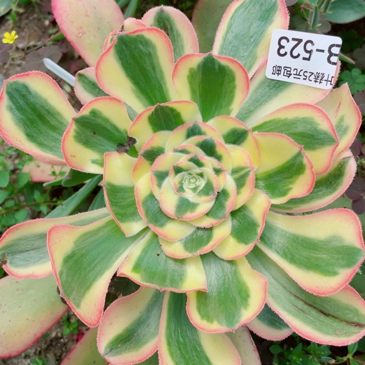 523王妃嫁接多肉多肉12345678