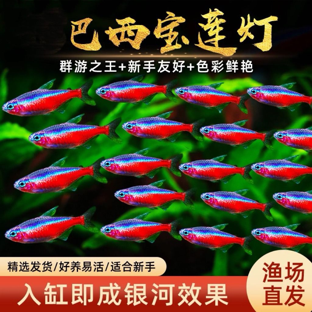 宝莲灯鱼小型热带淡水观赏鱼可群游好养适合混养活体
