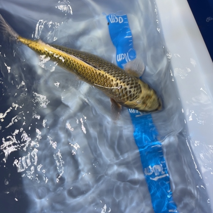 锦鲤锦鲤红白骨黄金