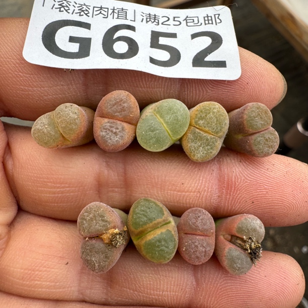 风铃杂交混合三年 肉锥多肉一物一拍脱土修根