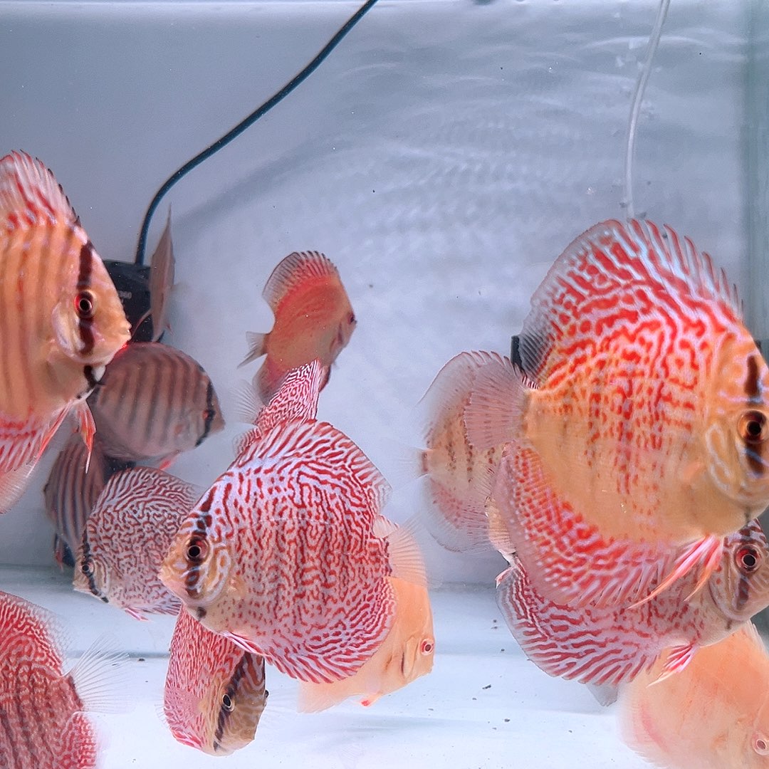 鹰***王十八栋2白化2老虎狗2肉身6-7