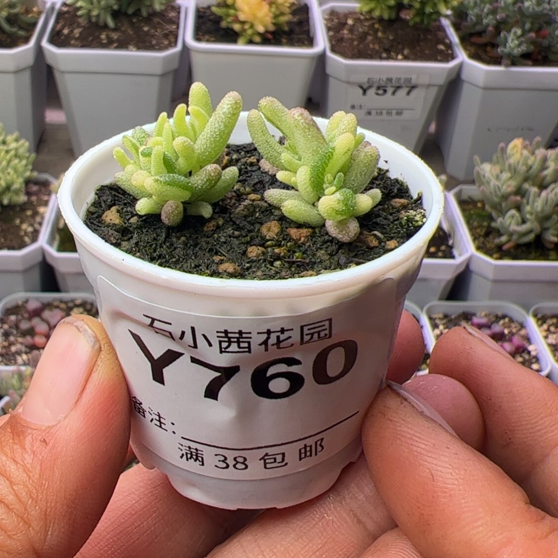 开播福利-多肉植物枝干米粒拉丝锦