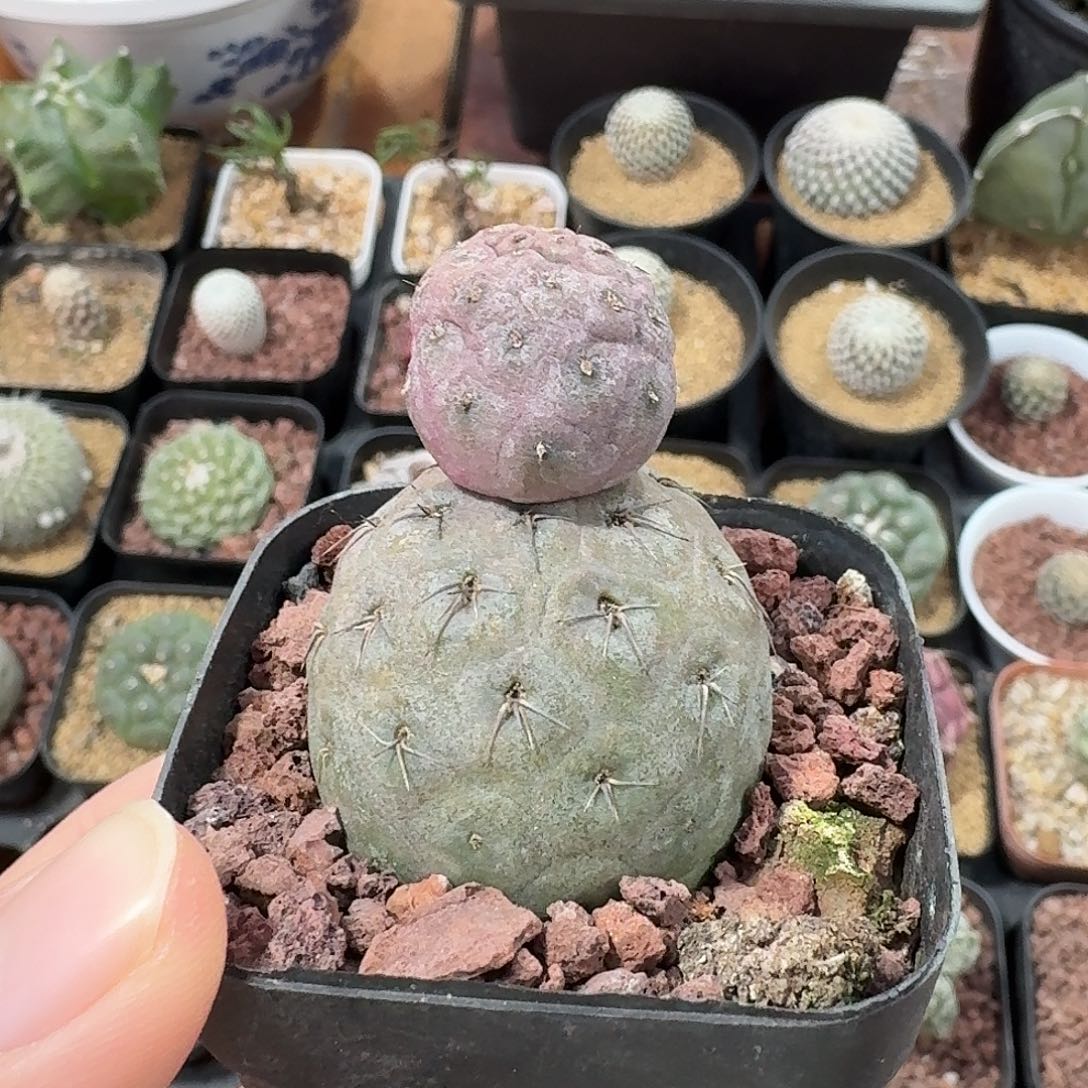 雪人习志野仙人球123