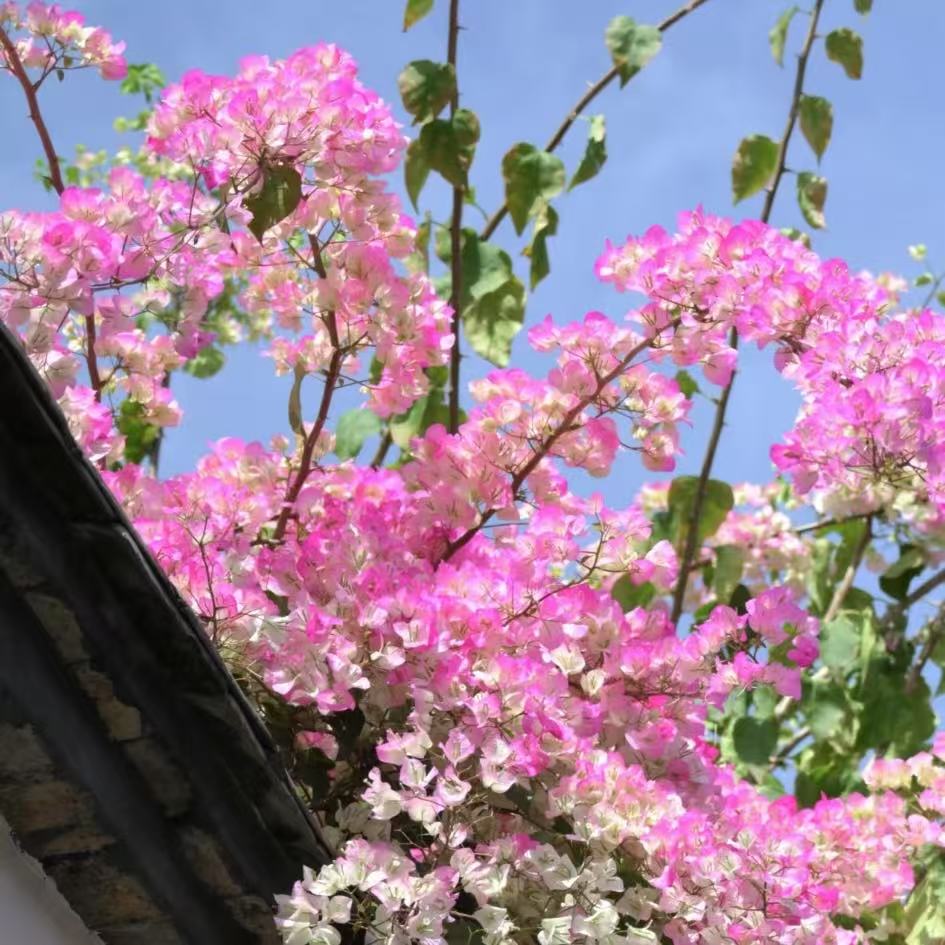 【祝星】三角梅-绿叶樱花 盆栽 耐热花卉开花阳台桌面庭院植物