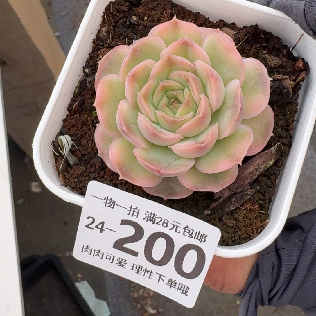 水晶虾饺无盆土发货