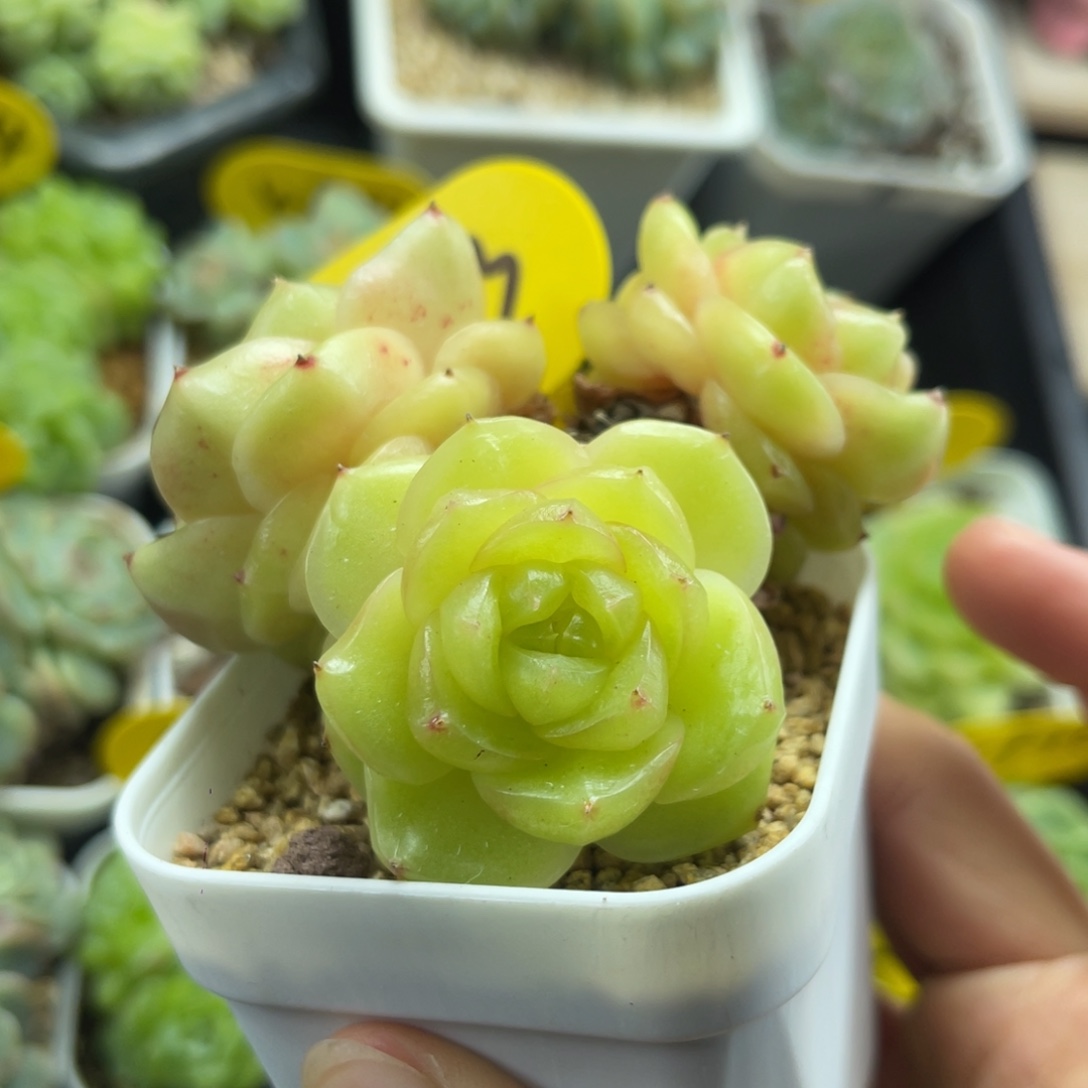 玉芷珍妮母本老桩群4023