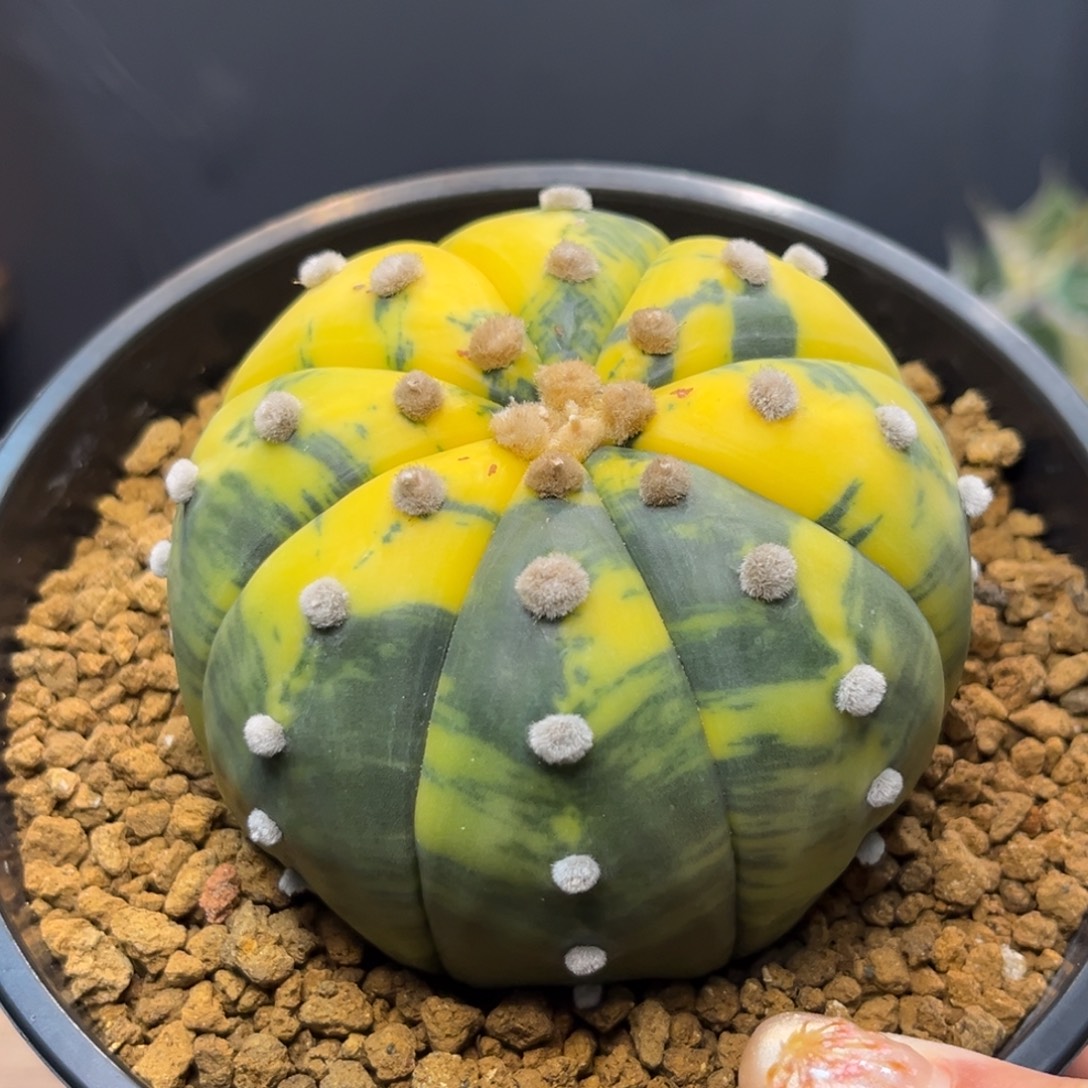 兜锦Zzzzzzzzzzzzzzzzz