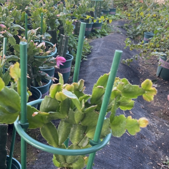 O****8号038粉00000000000