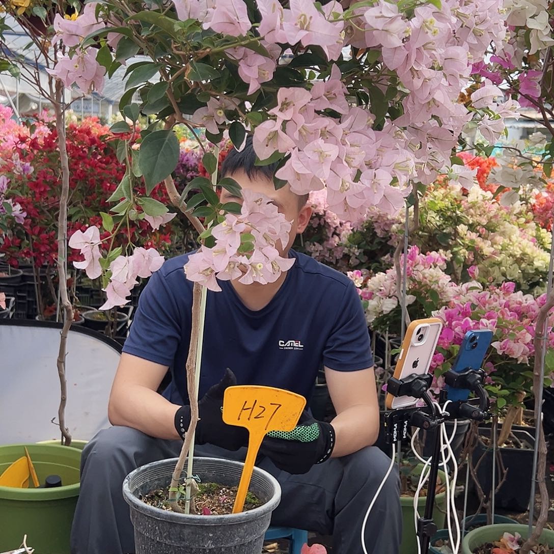 米***多大部分花苞少量开放H27苹果花