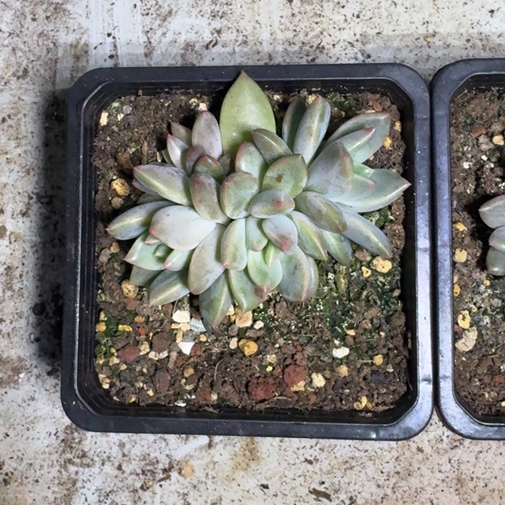 蛋***苏莱万特 群生 一物一拍