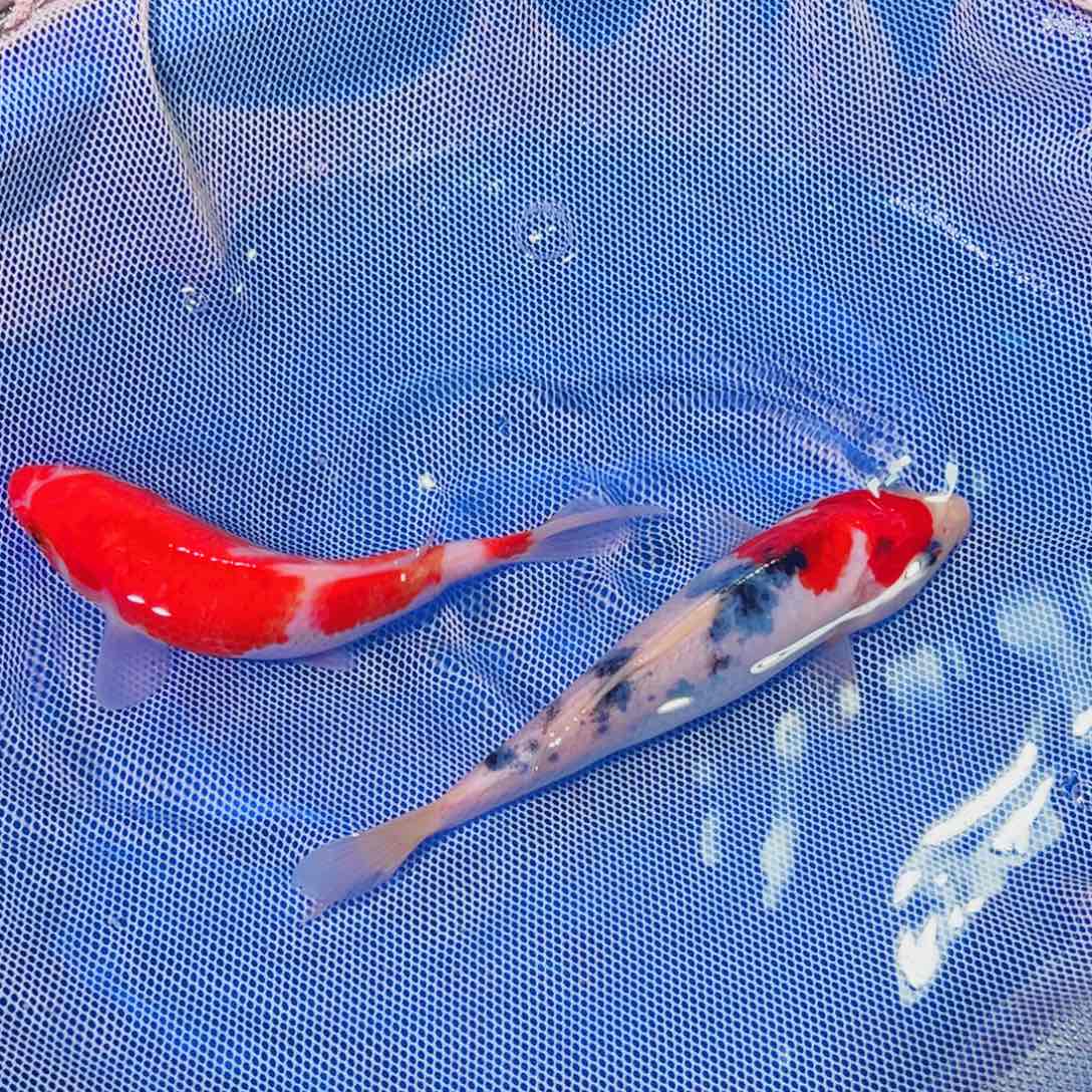 锦鲤锦鲤观赏鱼1111