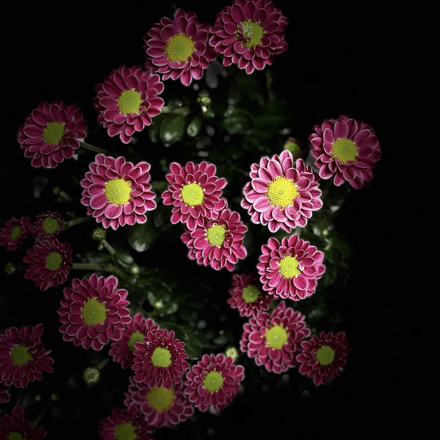 （吉祥）小雏菊鲜花耐高温水养花期长基地直发