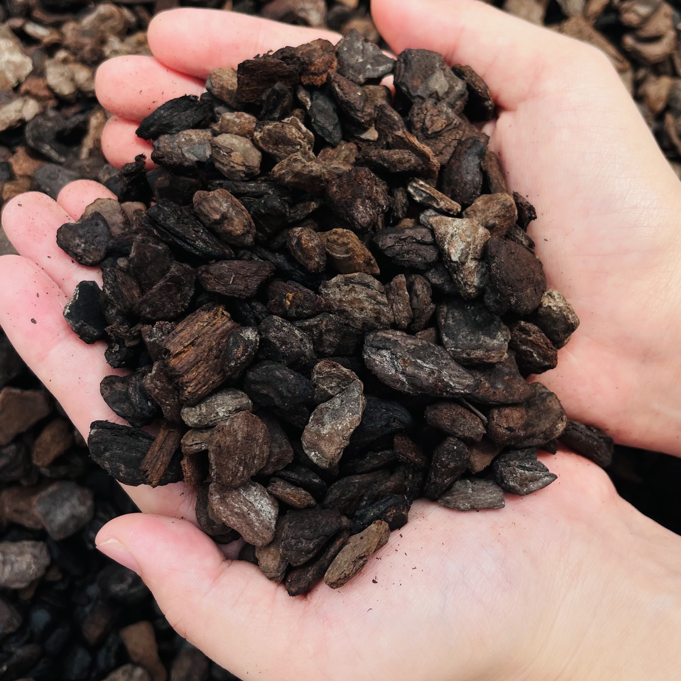 花农杰哥原生种蝴蝶兰专用进口发酵高龄松树皮