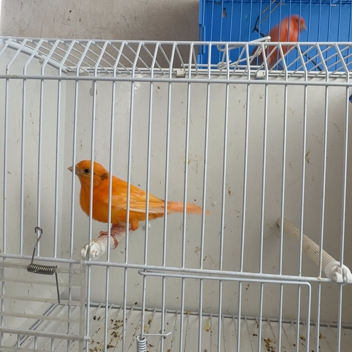 d***h文鸟辣椒母有黑毛一只