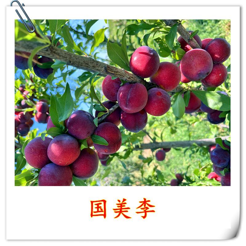 果木岛国美李-疆蜜李-日本高糖李-如一李