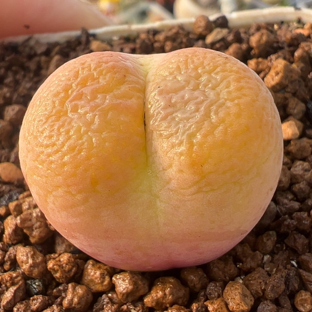 橘体翠光母本带盆多肉植物