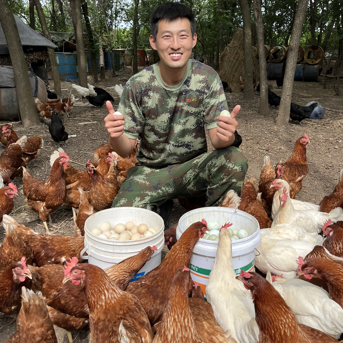 顺丰包邮农村散养粉壳绿壳土鸡蛋混合40枚杂粮中药喂养无抗无色