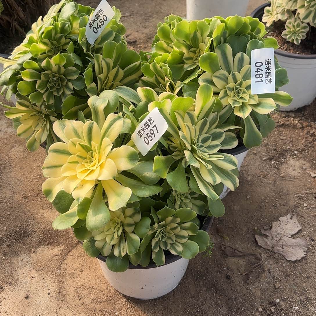 新尼亚三颗多肉植物480-81-597