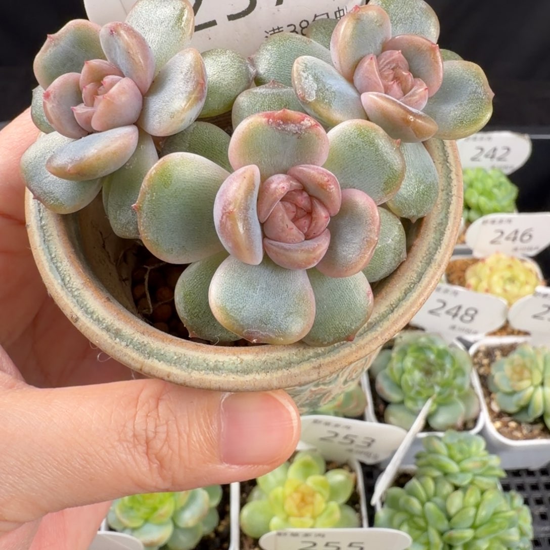 红色恋人三头群257号