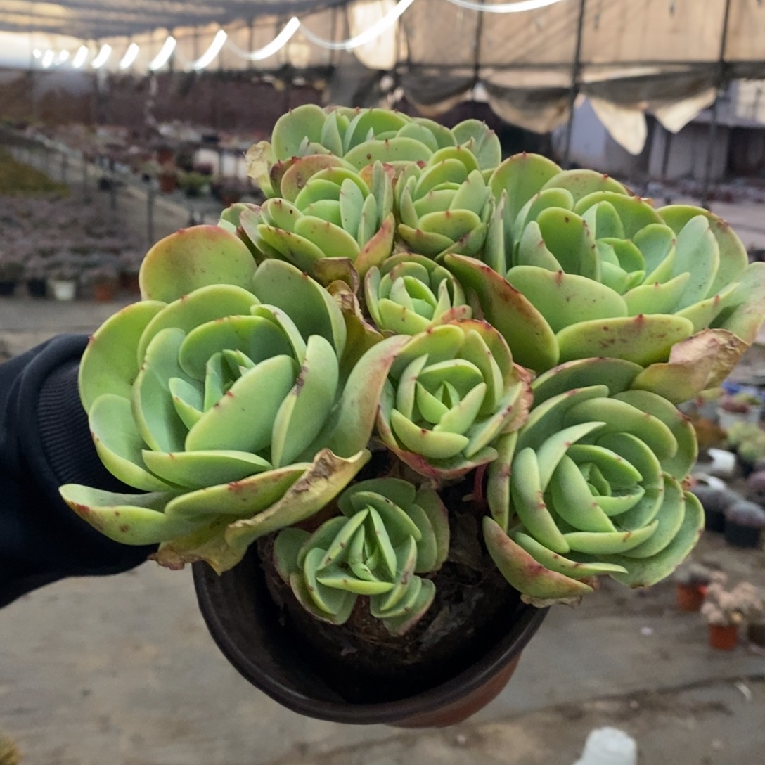 鸡蛋碧桃多头群生老桩