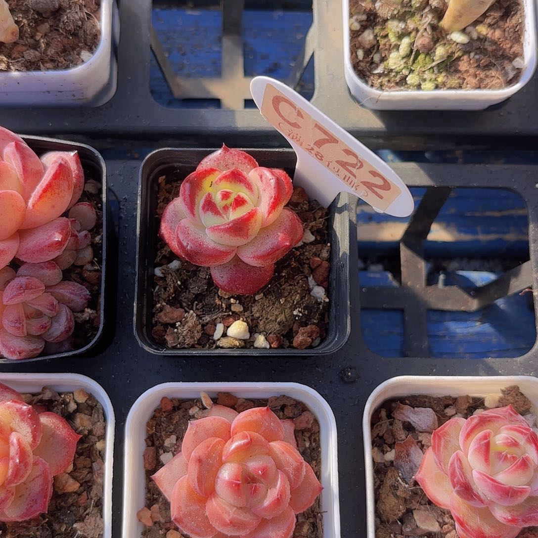 C722夜魔侠一物一拍